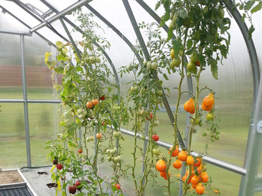 Skleník z polykarbonátu Gutta Gardentec Standard